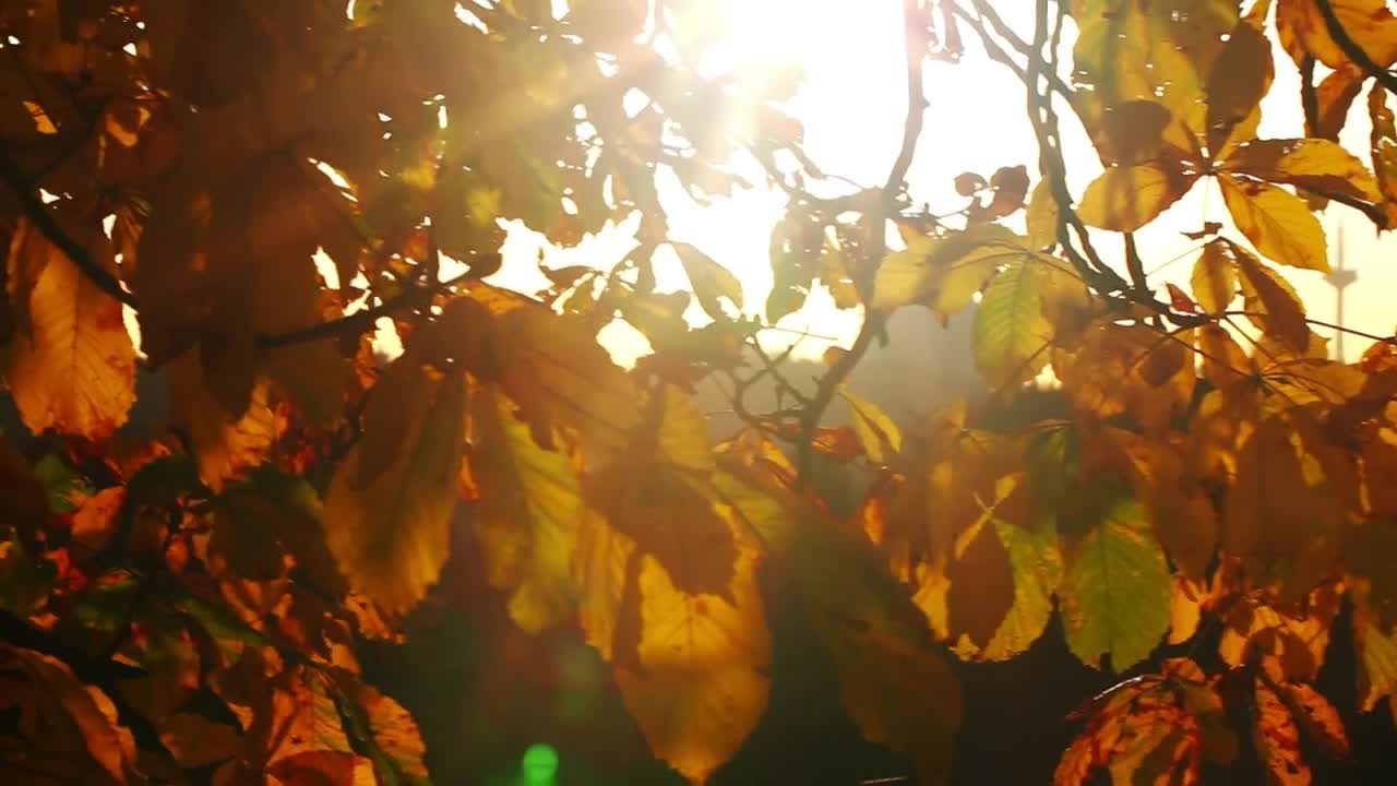 Stock Video Leaves Of A Tree In Autumn Under The Sun Animated Wallpaper