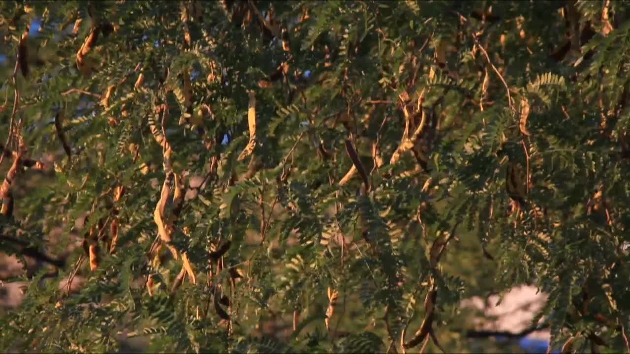 Stock Video Leaves In The Sun Animated Wallpaper