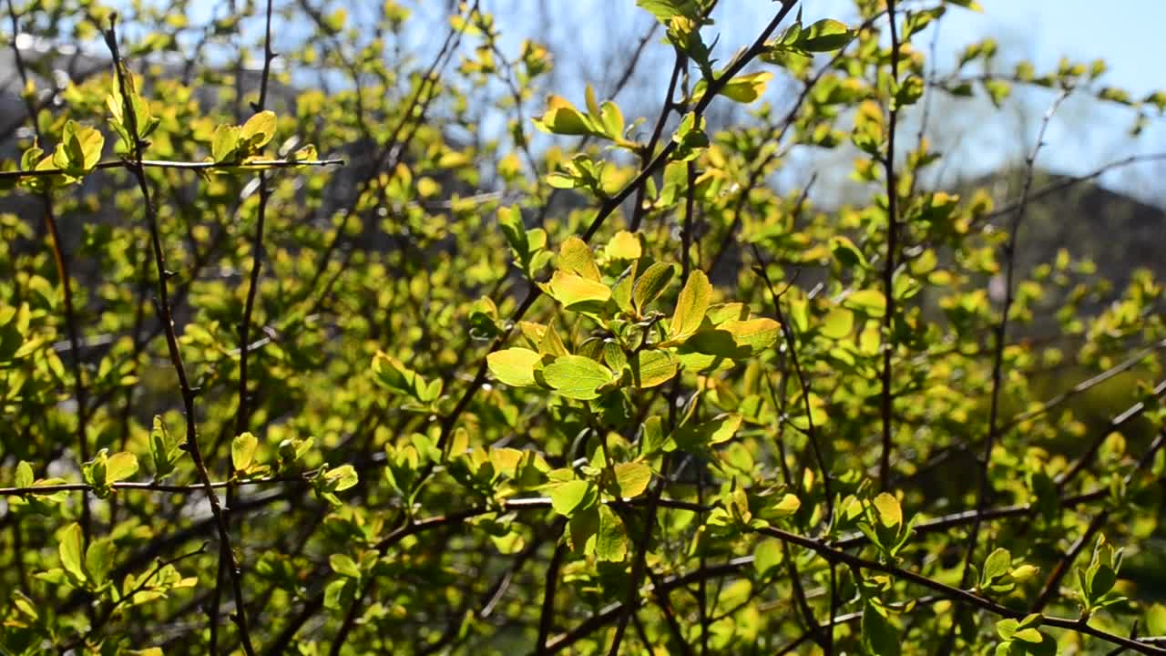 Stock Video Leaves In A Gentle Wind Animated Wallpaper