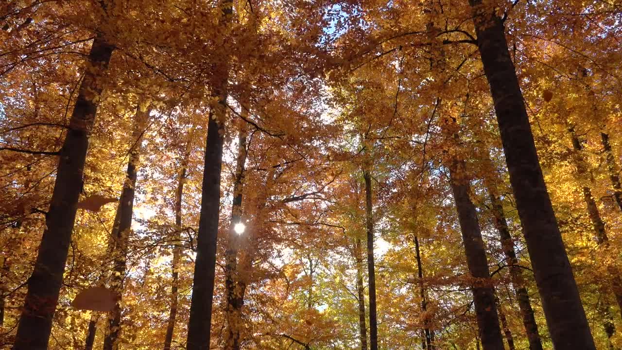 Stock Video Leaves Falling From Autumn Trees Animated Wallpaper