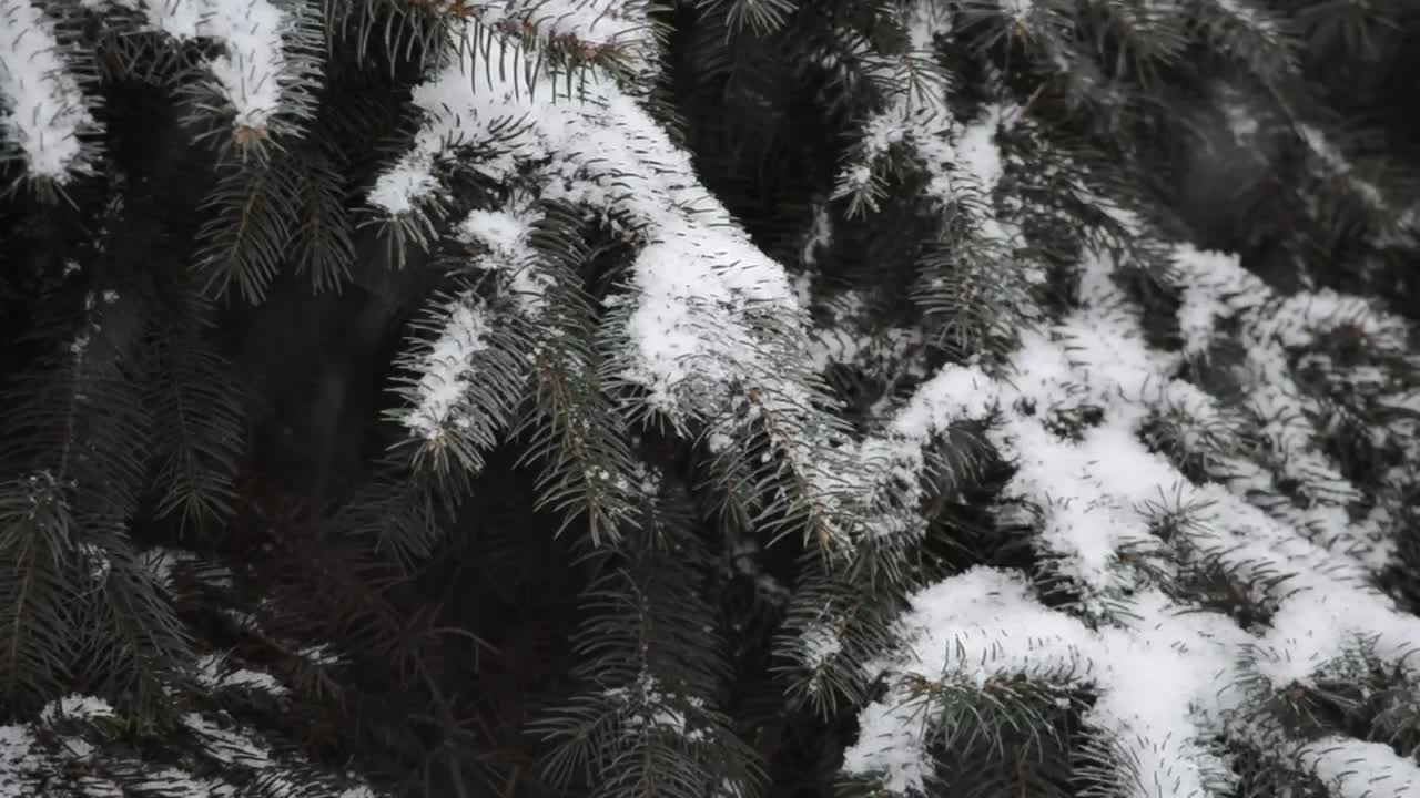 Stock Video Leaves Covered In Soft Snow Animated Wallpaper