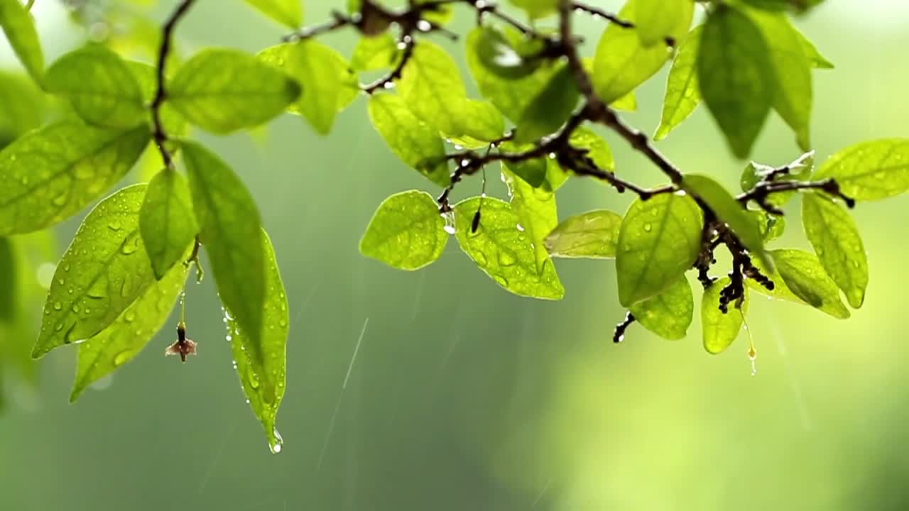 Stock Video Leaves During A Downpour Animated Wallpaper