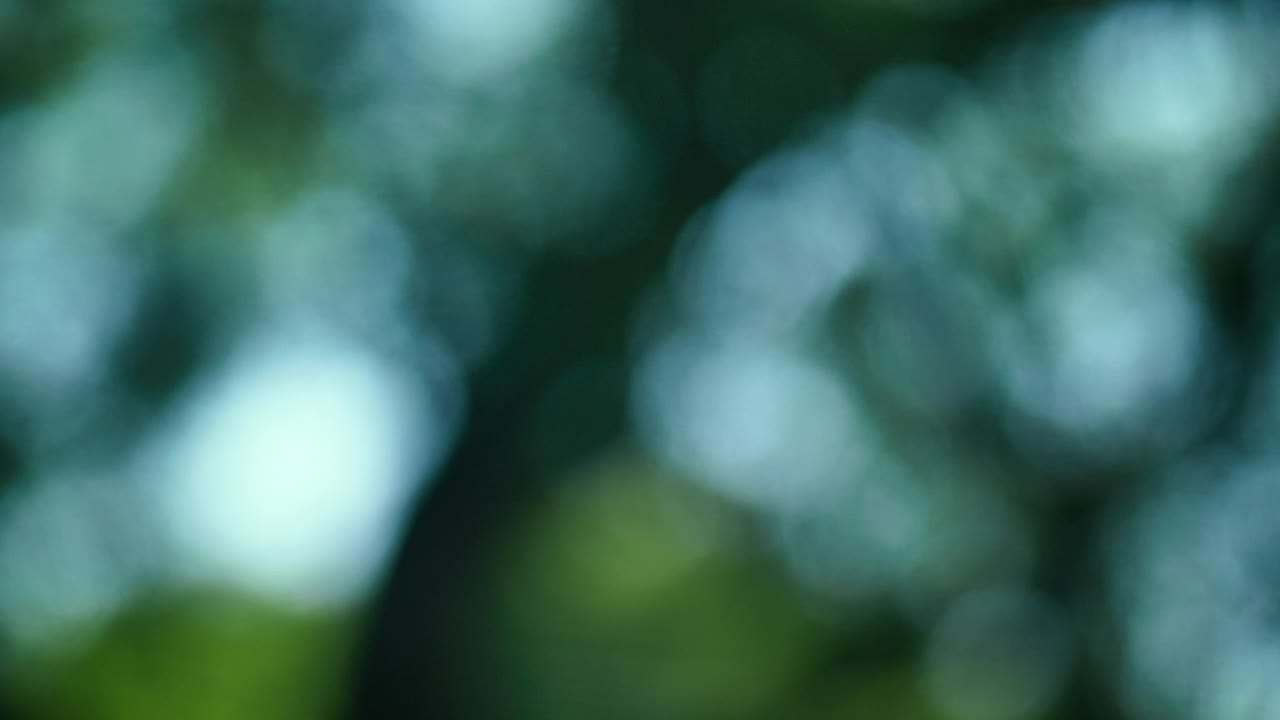 Stock Video Leaves Branches And The Blue Sky In An Out Of Animated Wallpaper