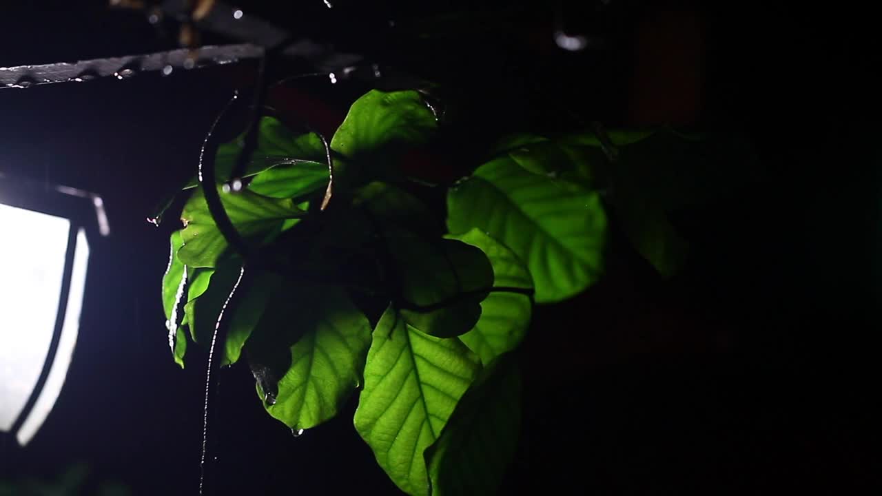 Stock Video Leaves At Night Animated Wallpaper