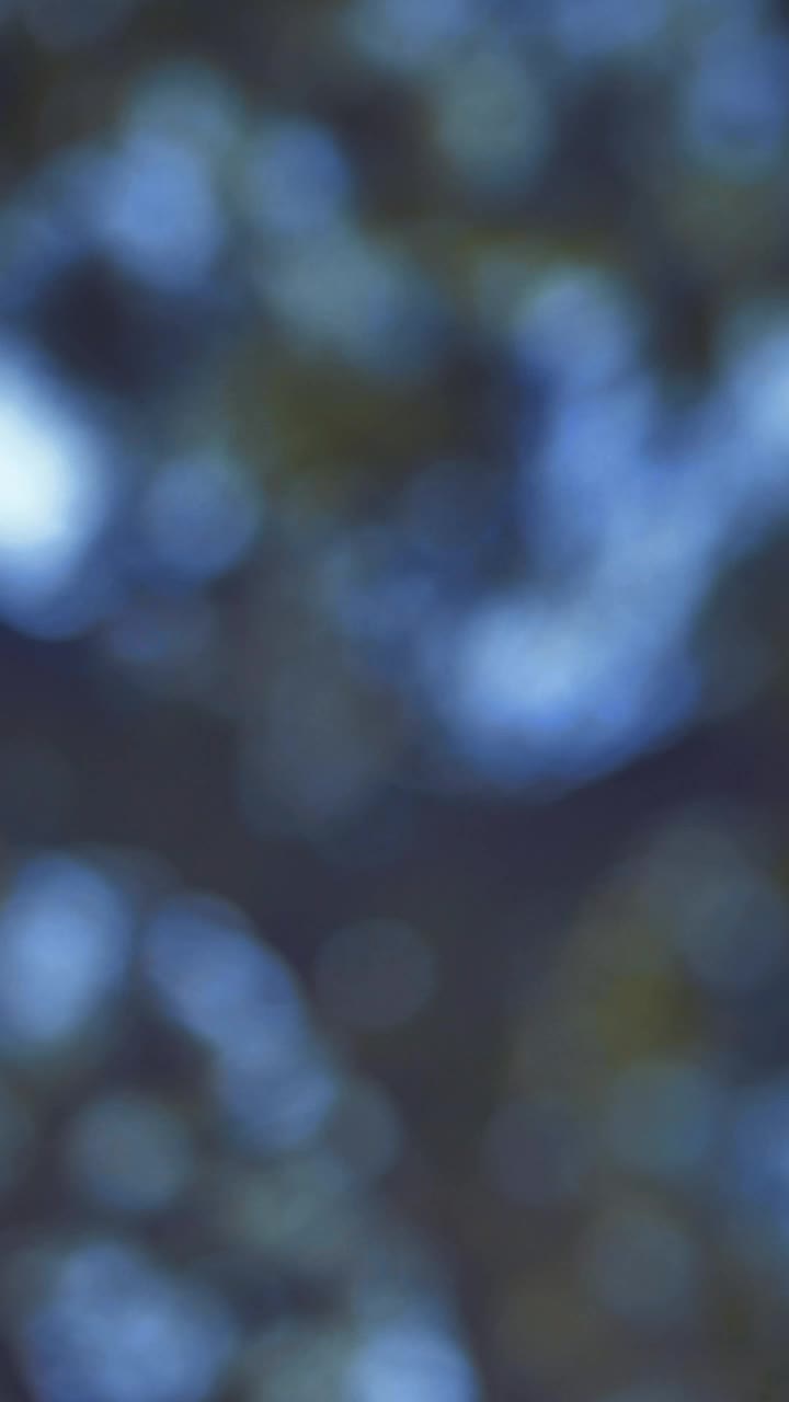 Stock Video Leaves And Branches Of A Tree Blurred By The Lens Animated Wallpaper