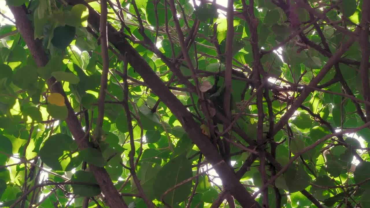 Stock Video Leaves And Branches Of A Tree Animated Wallpaper