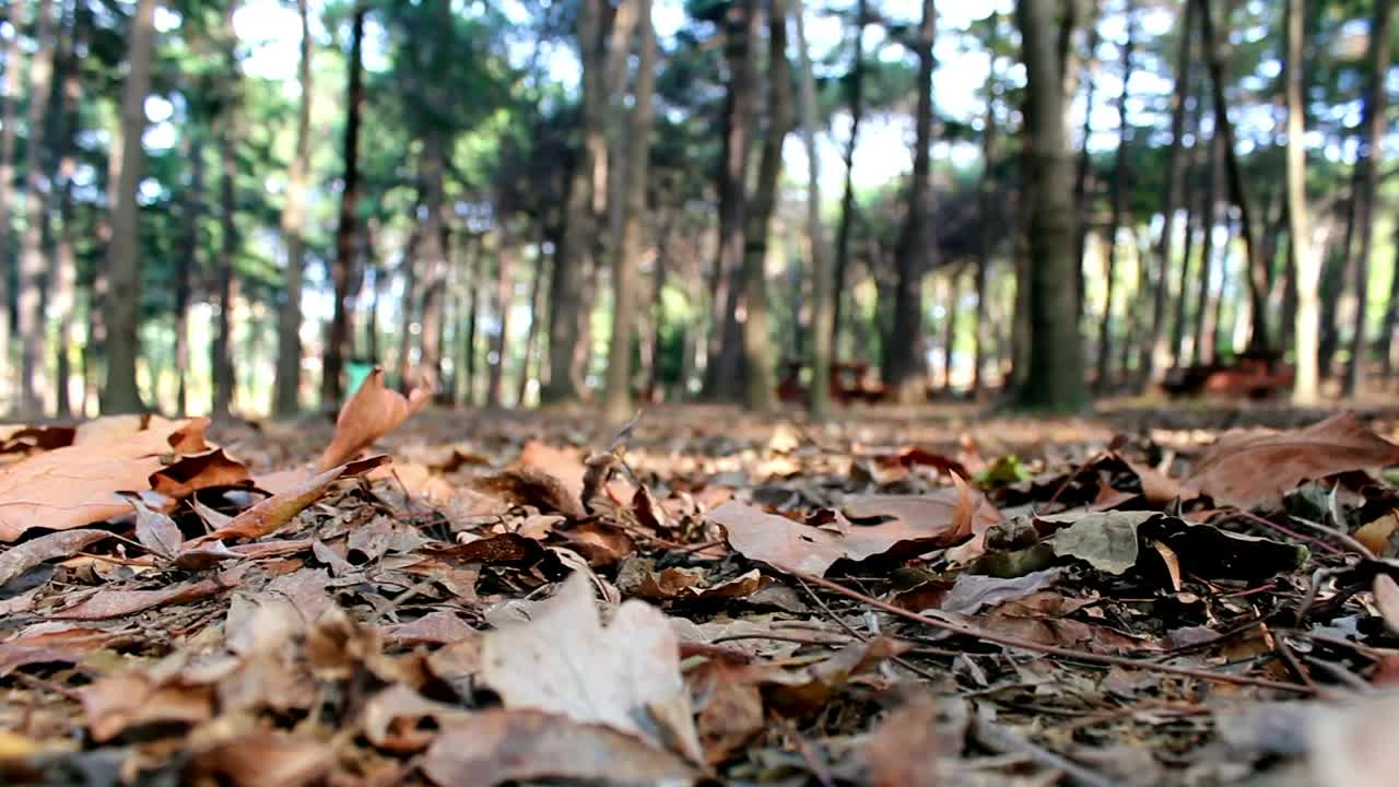 Stock Video Leafy Ground In A Forest As A Person Passes Animated Wallpaper