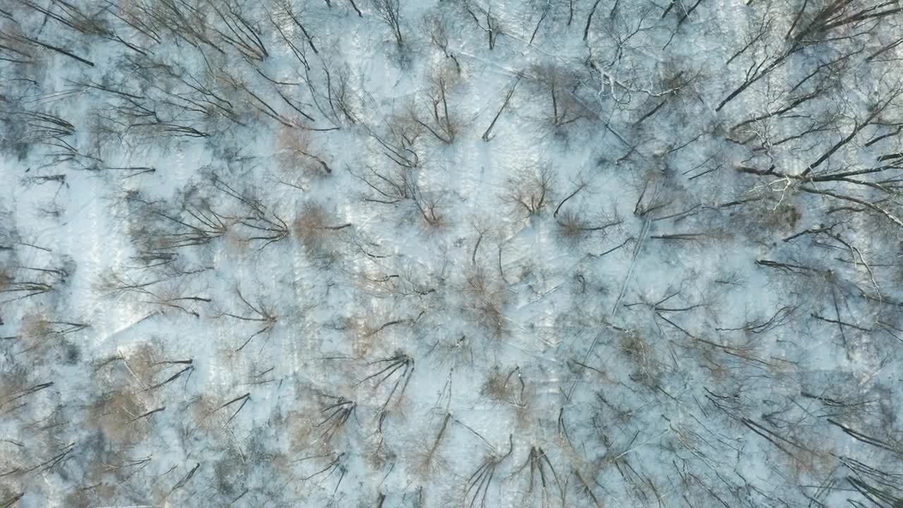 Stock Video Leafless Trees On The Winter Animated Wallpaper