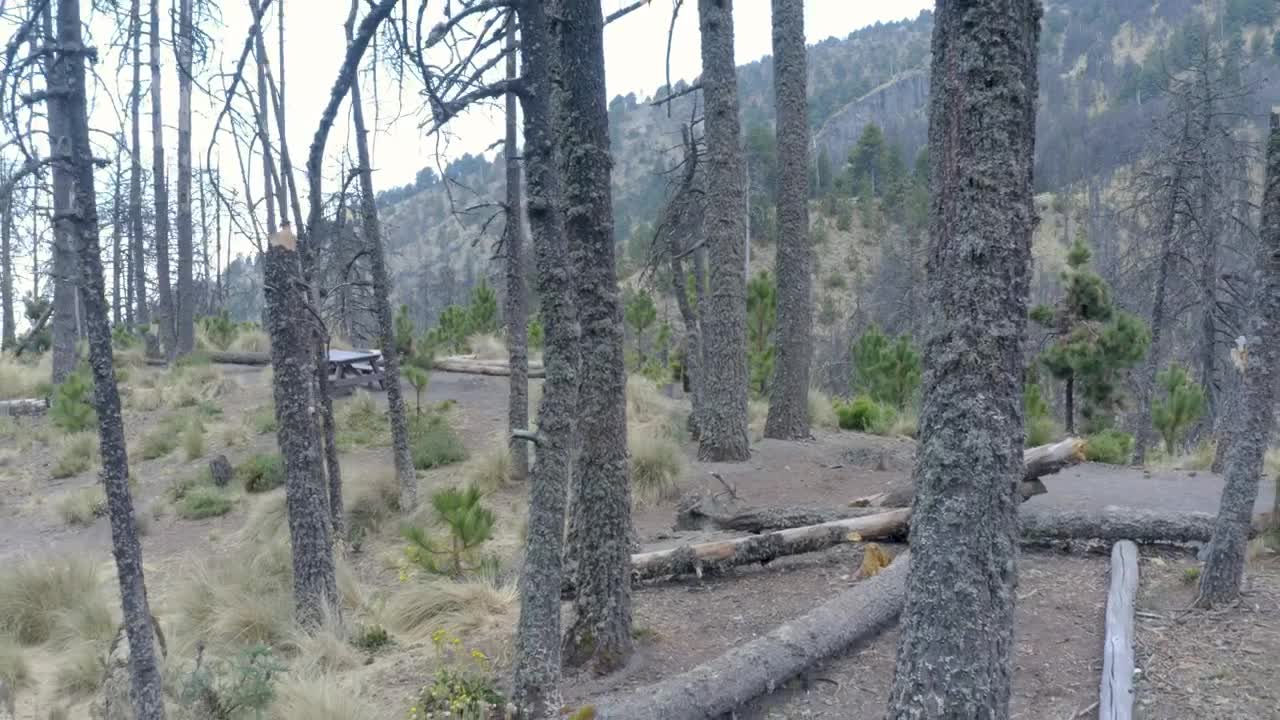 Stock Video Leafless Trees In A Forest Animated Wallpaper