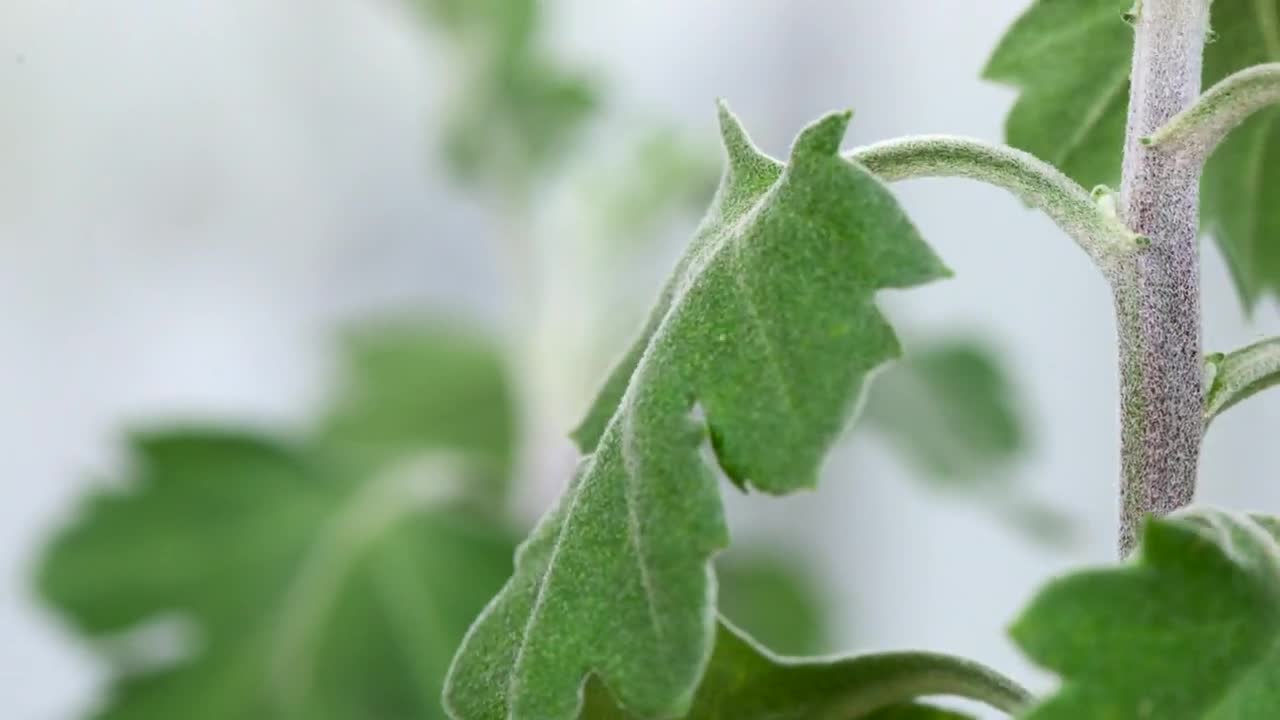 Stock Video Leaf Lifting In Slow Motion Animated Wallpaper