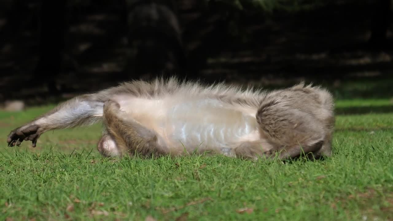 Stock Video Lazy Monkey Resting In The Grass Animated Wallpaper