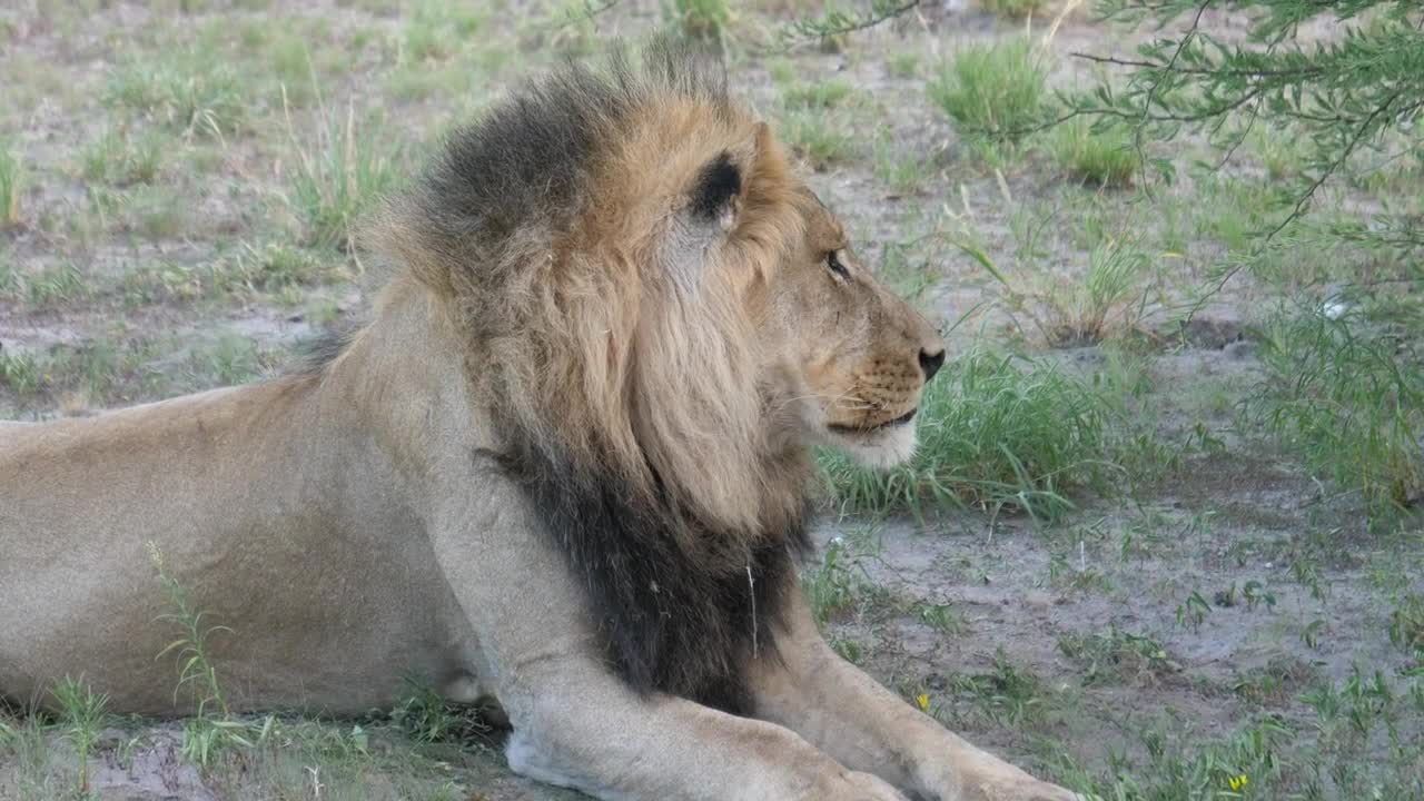 Stock Video Lazy Male Lion Yawning Animated Wallpaper
