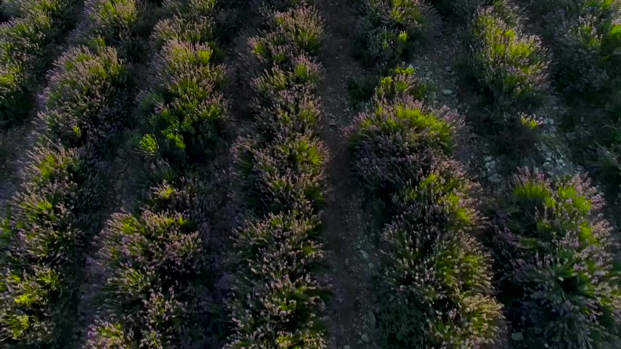 Stock Video Lavender Plants In A Field Animated Wallpaper