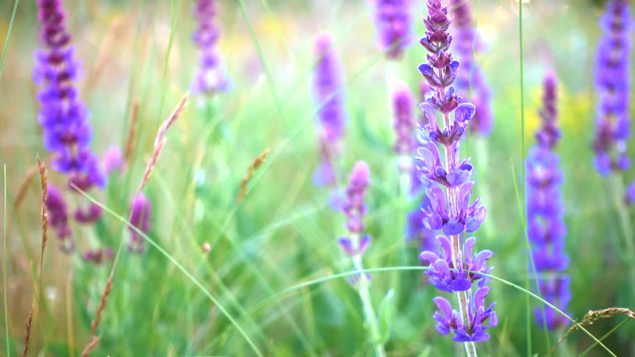 Stock Video Lavender In The Field Close Up Animated Wallpaper