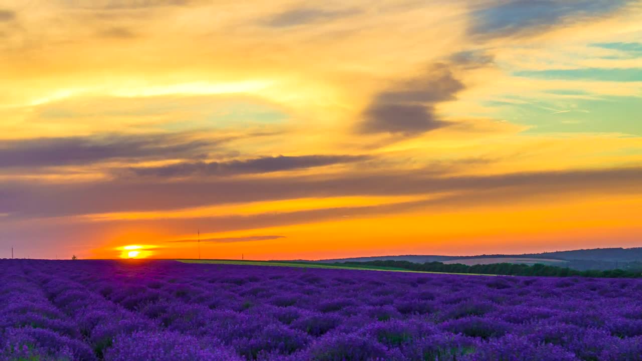 Stock Video Lavender Field In An Orange Sunset Animated Wallpaper