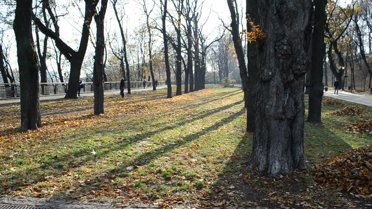 Stock Video Last Leaves On Autumn Trees Animated Wallpaper