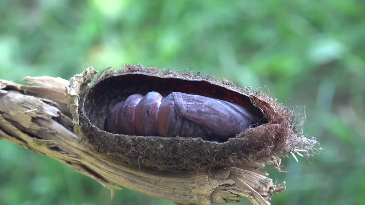 Stock Video Larva Moving In A Tree Branch Animated Wallpaper