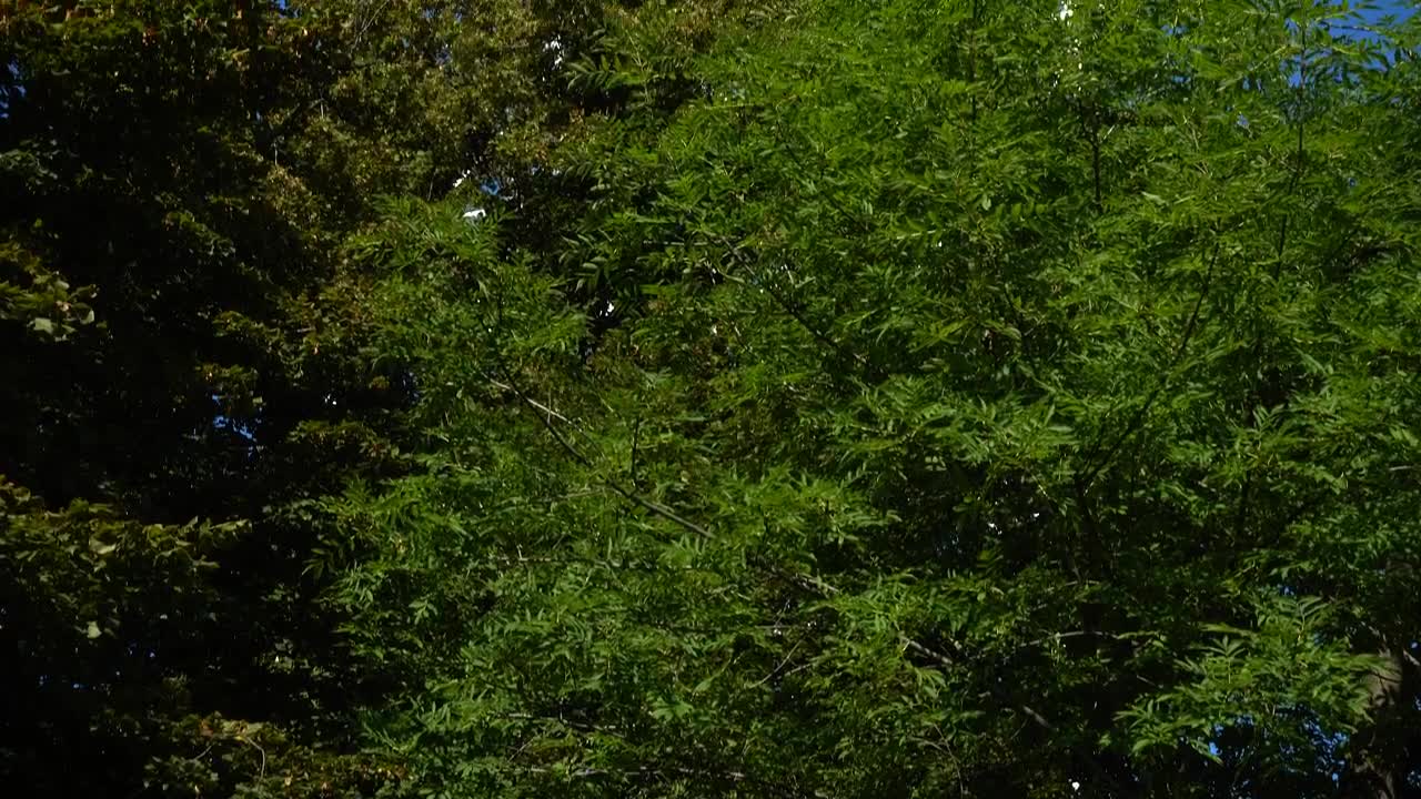 Stock Video Large Television Tower Animated Wallpaper