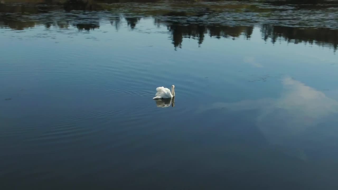 Stock Video Large Swan In Calm Water Animated Wallpaper