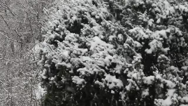 Stock Video Large Snowflakes Falling Smal Animated Wallpaper