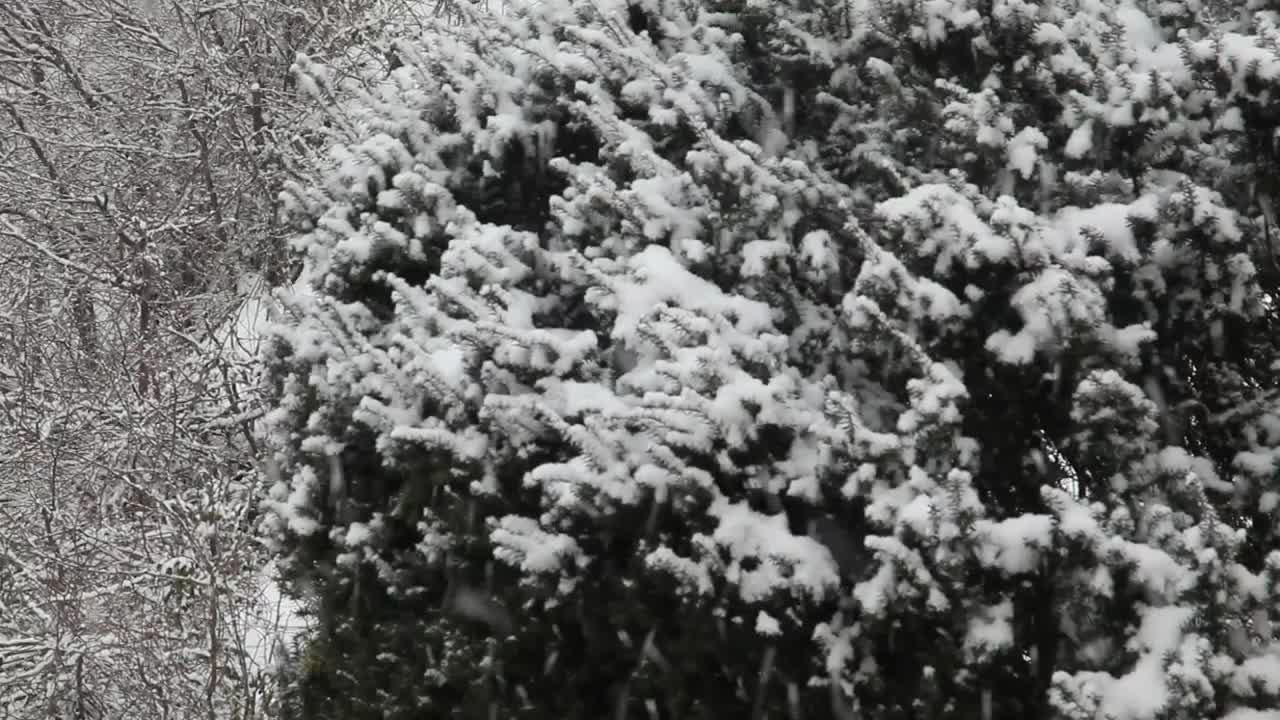 Stock Video Large Snowflakes Falling Animated Wallpaper