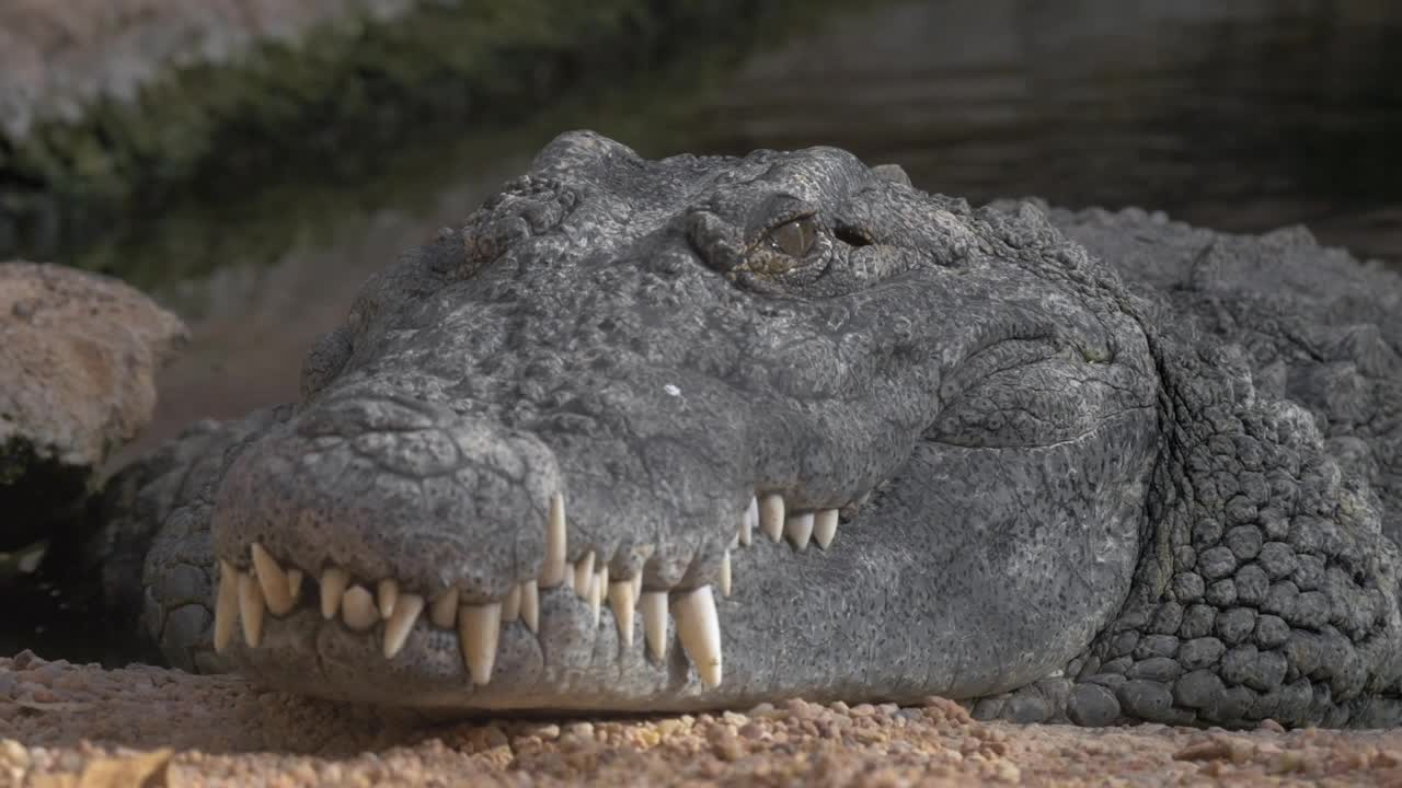 Stock Video Large Grey Crocodile Animated Wallpaper