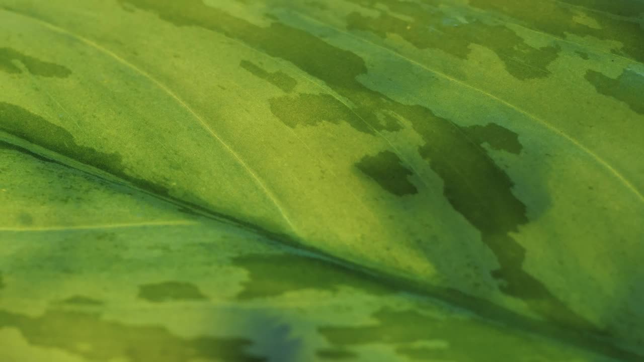 Stock Video Large Green Leaf Detail View Animated Wallpaper