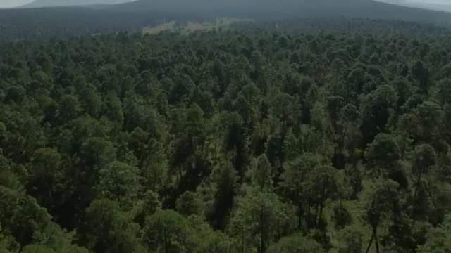 Stock Video Large Forest Of Abundant Trees From Above Smal Animated Wallpaper
