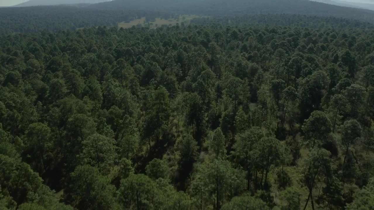 Stock Video Large Forest Of Abundant Trees From Above Animated Wallpaper