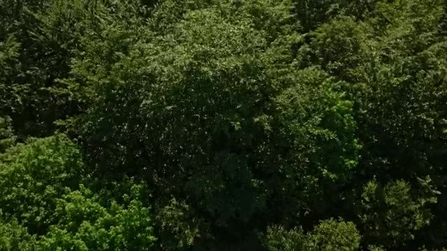 Stock Video Large Forest In The Countryside Smal Animated Wallpaper