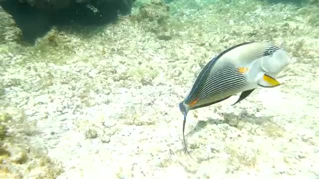 Stock Video Large Fish Swimming Over A Reef Smal Animated Wallpaper