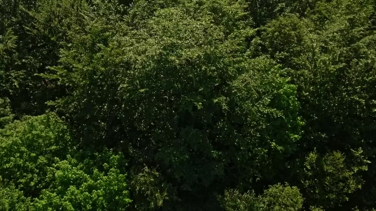 Stock Video Large Forest In The Countryside Animated Wallpaper