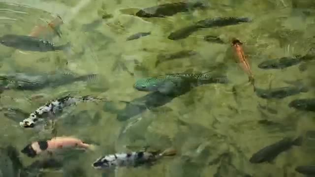 Stock Video Large Fish Feeding In A Pond Smal Animated Wallpaper