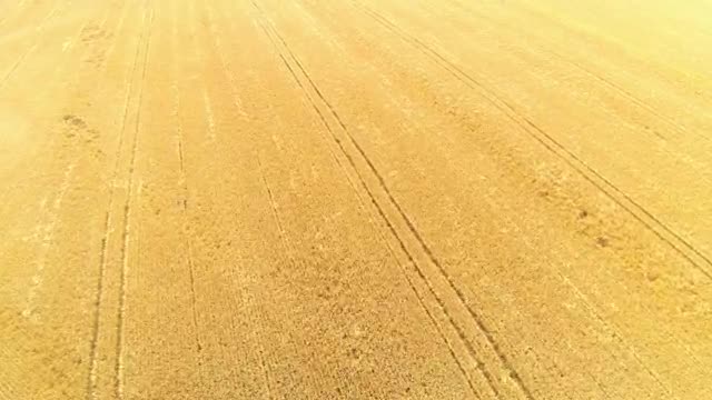Stock Video Large Field Of Wheat Smal Animated Wallpaper
