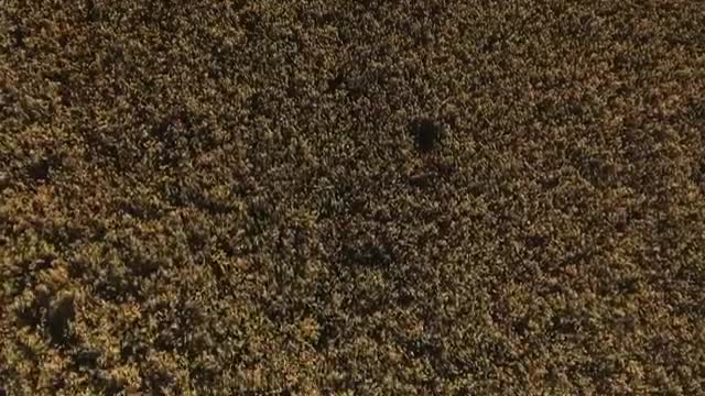 Stock Video Large Field Of Crops In The Summer Smal Animated Wallpaper