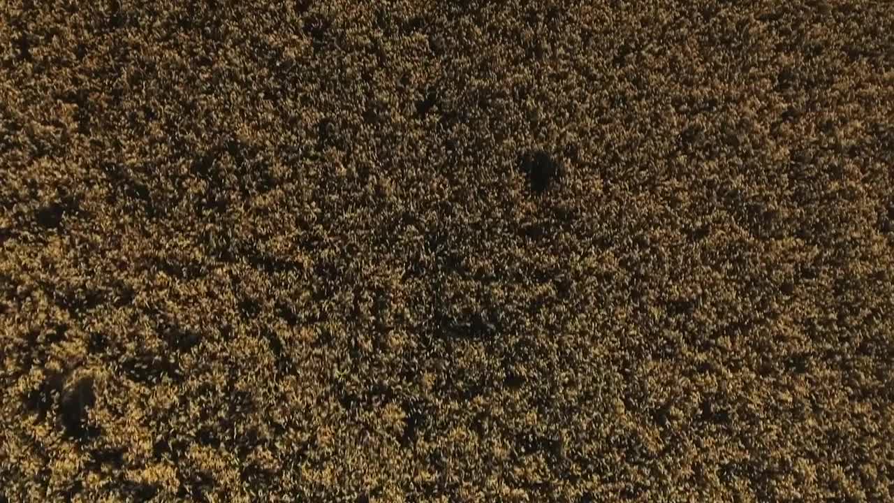 Stock Video Large Field Of Crops In The Summer Animated Wallpaper