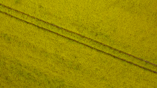 Stock Video Large Crop Field Smal Animated Wallpaper