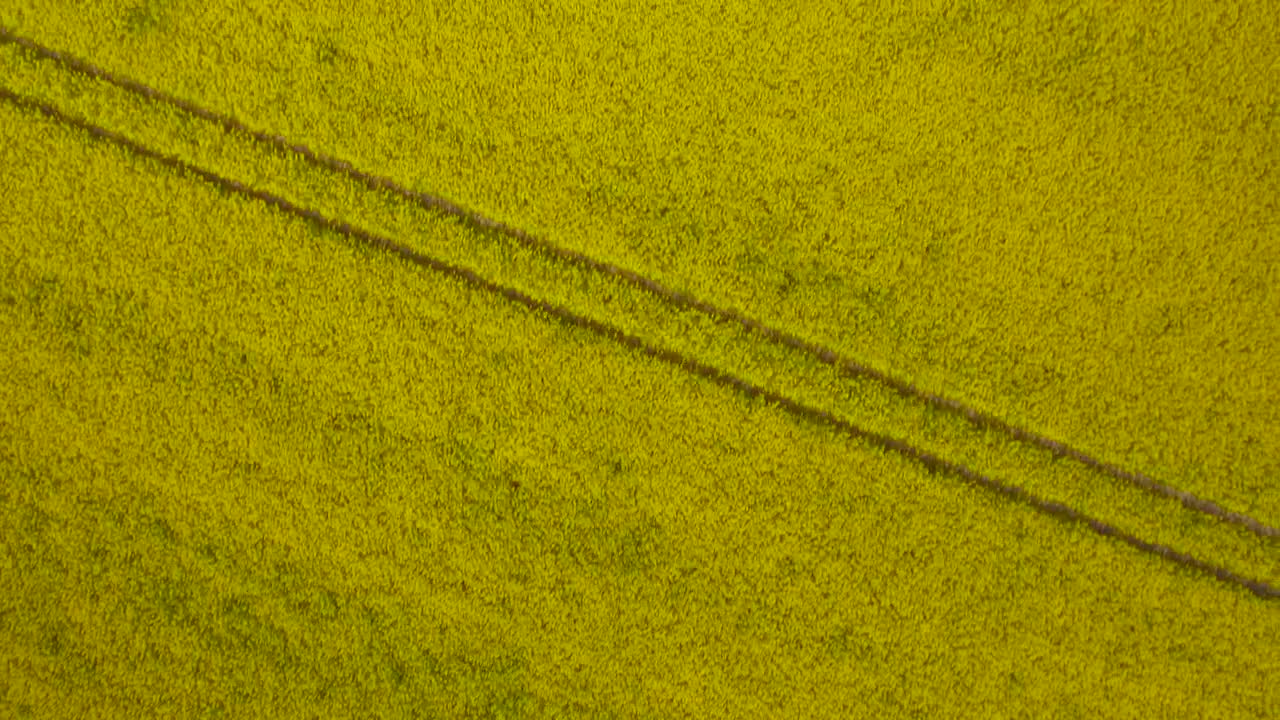 Stock Video Large Crop Field Animated Wallpaper