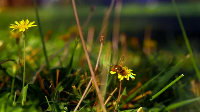 Stock Video Large Bee On A Bright Dandelion Smal Animated Wallpaper