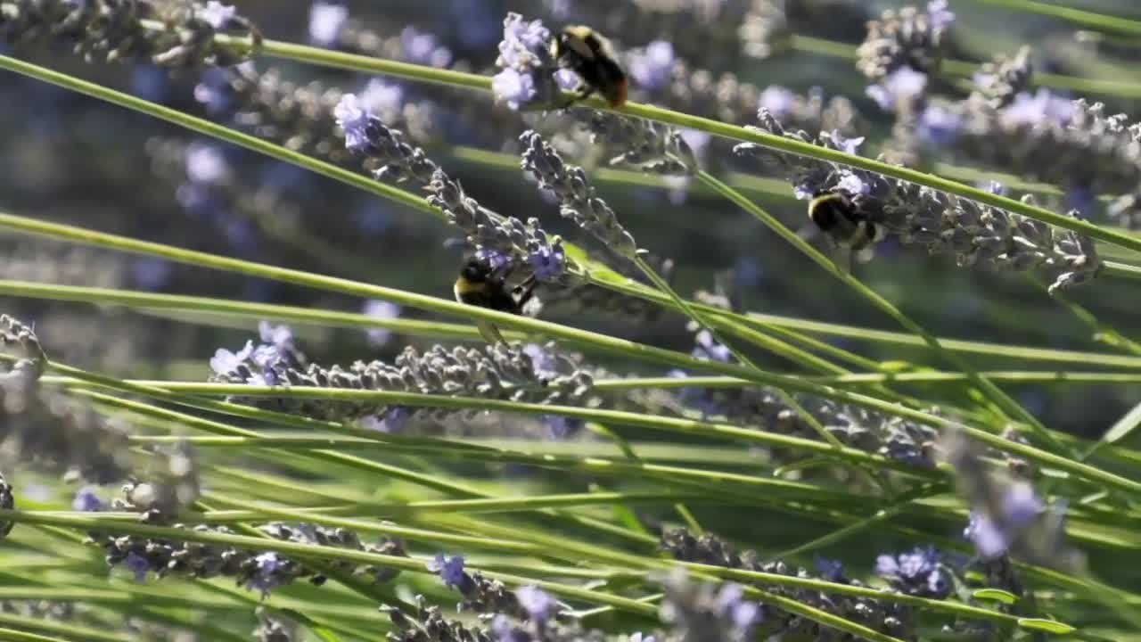 Stock Video Large Bees On A Lavender Plant Animated Wallpaper