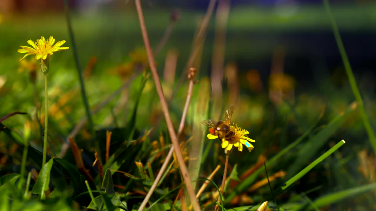 Stock Video Large Bee On A Bright Dandelion Animated Wallpaper