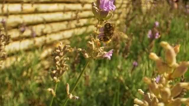 Stock Video Large Bee Flying Around Flowers Smal Animated Wallpaper