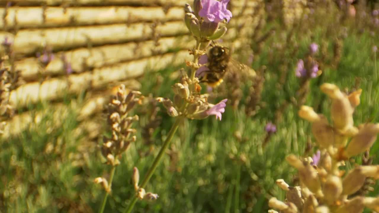 Stock Video Large Bee Flying Around Flowers Animated Wallpaper