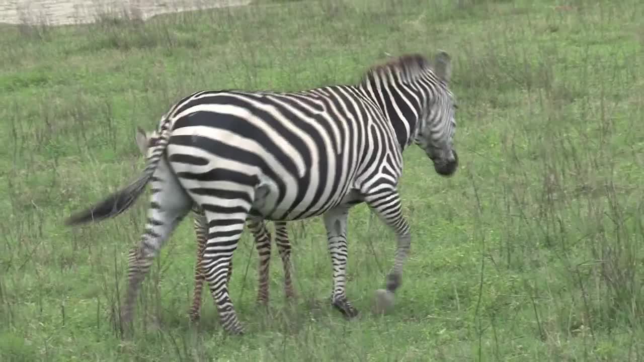 Stock Video Mother And Baby Zebra On A Green Valle Animated Wallpaper
