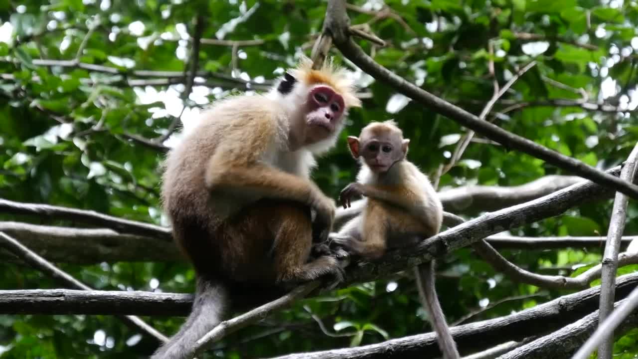 Stock Video Mother And Baby Monkey In The Fores Animated Wallpaper