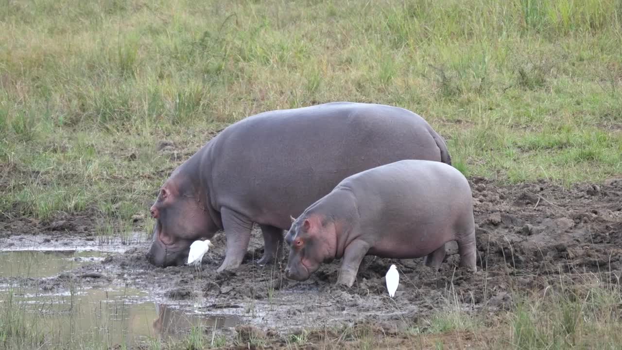 Stock Video Mother And Baby Hippo Eating Near A Water Pon Animated Wallpaper