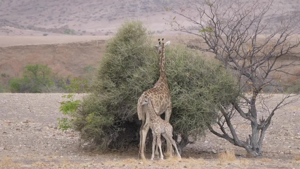 Stock Video Mother And Baby Giraffe Around A Bush On A Dr Animated Wallpaper