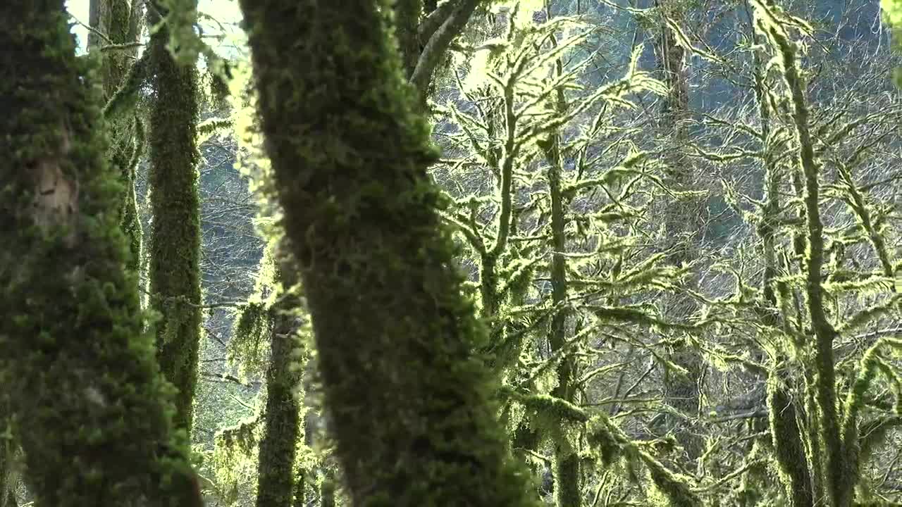 Stock Video Mossy Trees In A Mystic Fores Animated Wallpaper