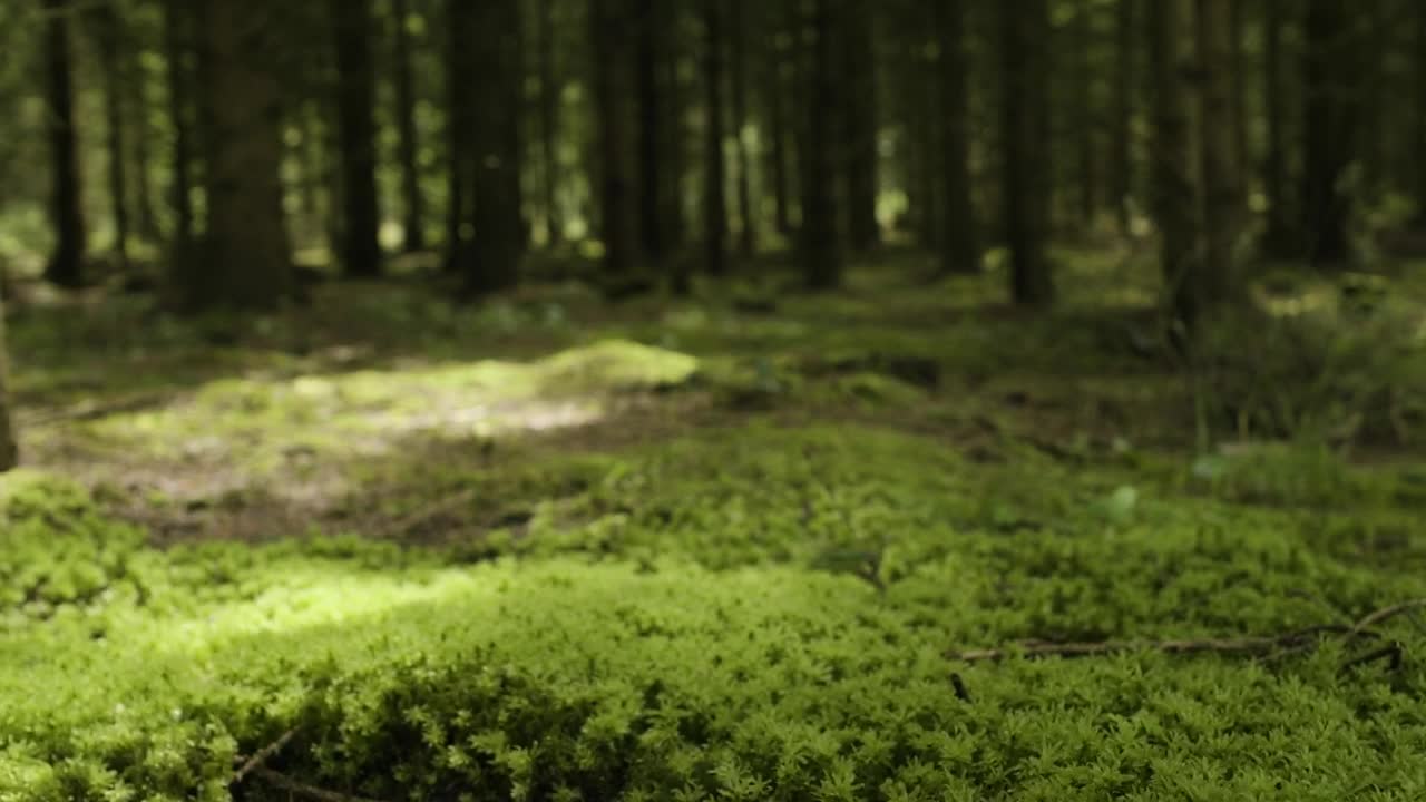 Stock Video Mossy Forest Floo Animated Wallpaper