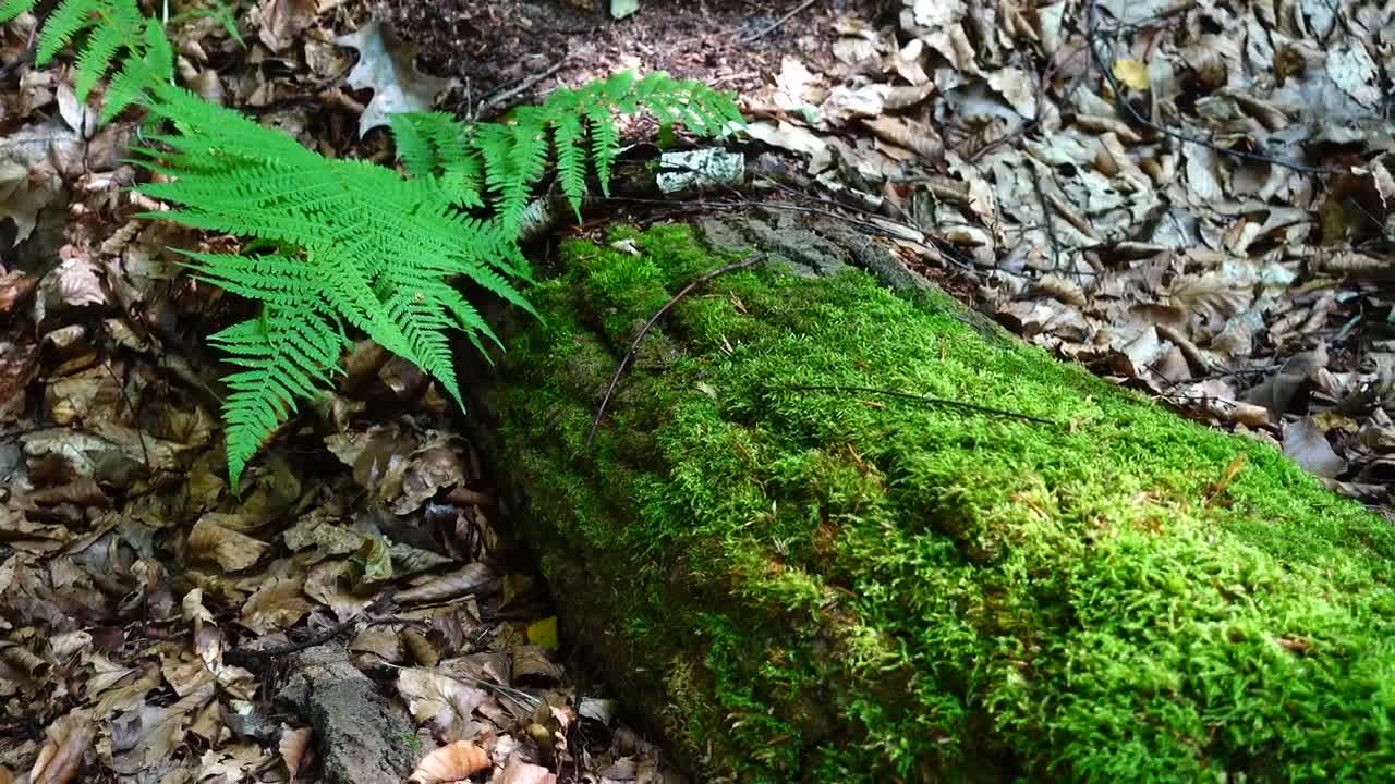 Stock Video Moss Growing On A Fallen Tre Animated Wallpaper
